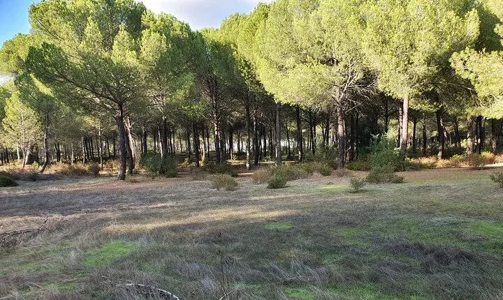 Self-guided Bike Tour around Doñana from Seville