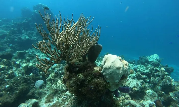 Nature Snorkel Experience in Cozumel! Round Transportation