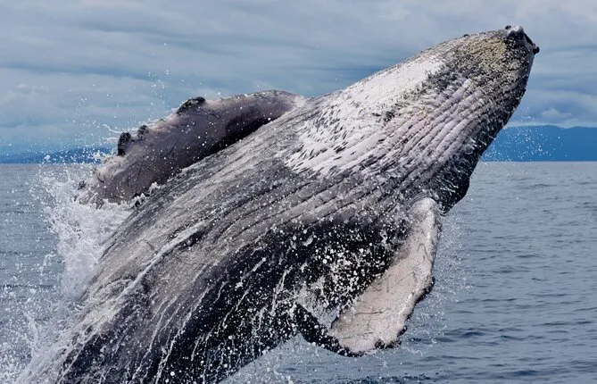 Humpback Whale Watching Tour in Drake Bay, Costa Rica