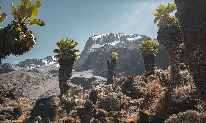 Kilimanjaro climb, Lemosho Route (6-day)