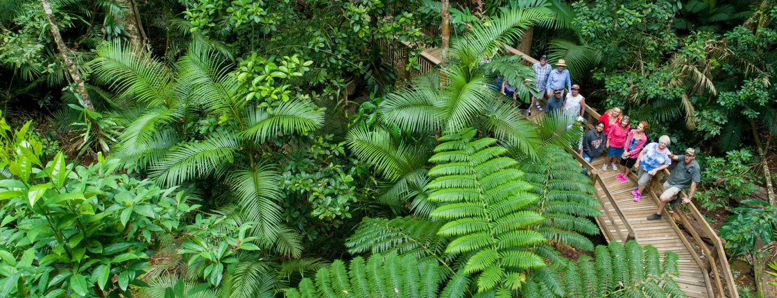 Daintree Rainforest, Cape Tribulation and Bloomfield Track small group tour