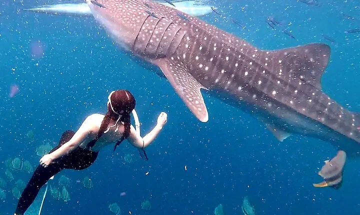 Boodle Fight Breakfast, Whale Shark Watching & Canyoneering