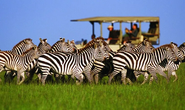 6 Days Migration Safari in Northern Circuit