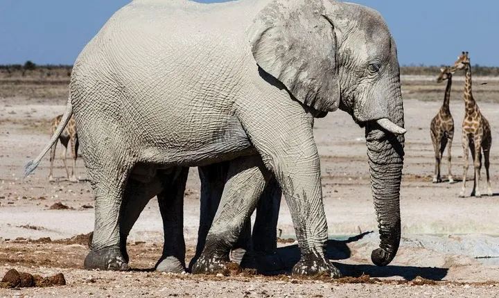 3 Days Etosha National Park