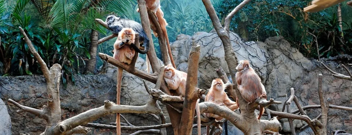 Admission tickets for Bronx Zoo in New York