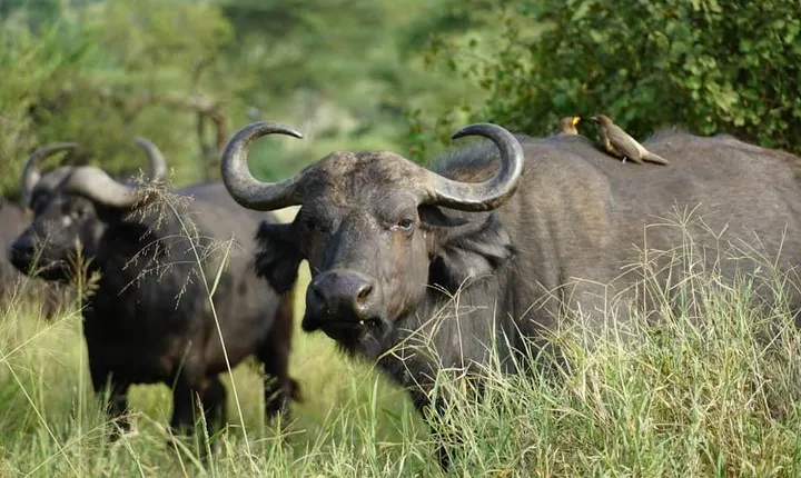 3 - Days Tanzania Wildlife Safari