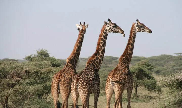 2-Day Safari Tour to Tarangire & Ngorongoro Crater (Mid-range)