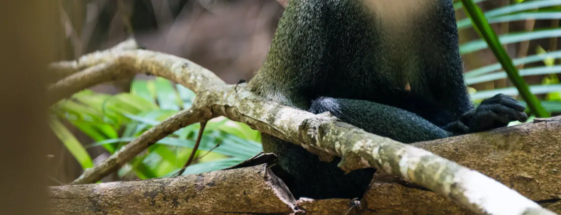 Zanzibar Jozani Forest, cave, and village adventure private tour
