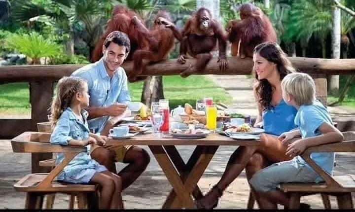 Things to do - Breakfast with Orang Utan