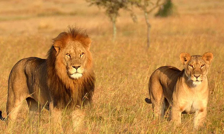 5 Days Mid Range Group Safari and Accommodations