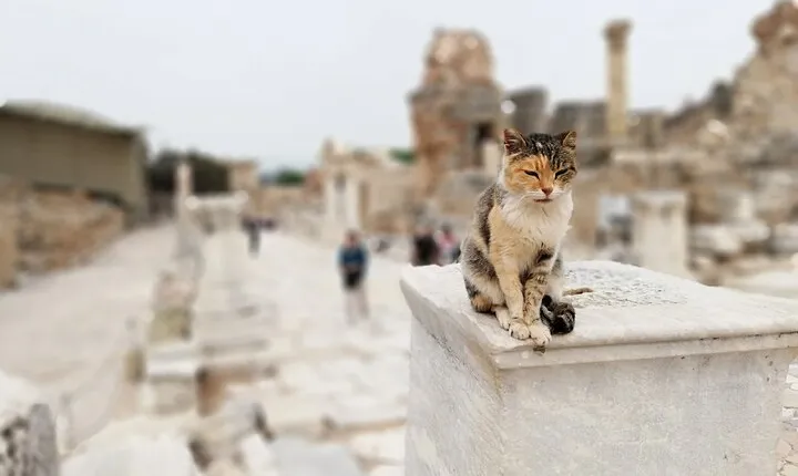 2-Day Small-Group Tour Highlights of Ephesus from Izmir