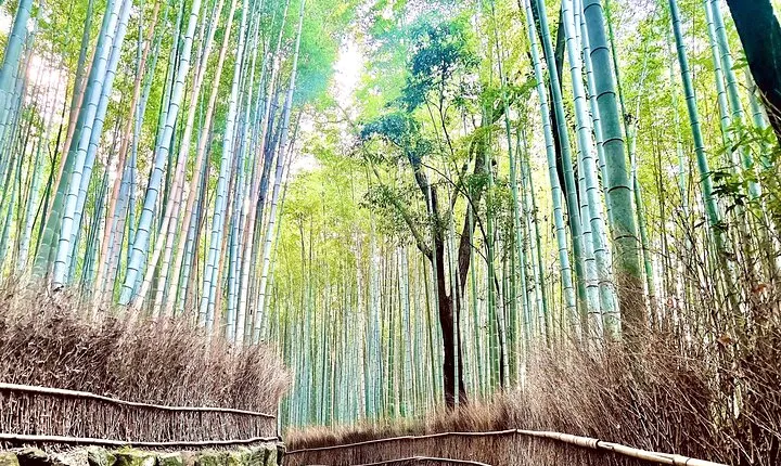 Bamboo Grove Temple and Garden Views Tour