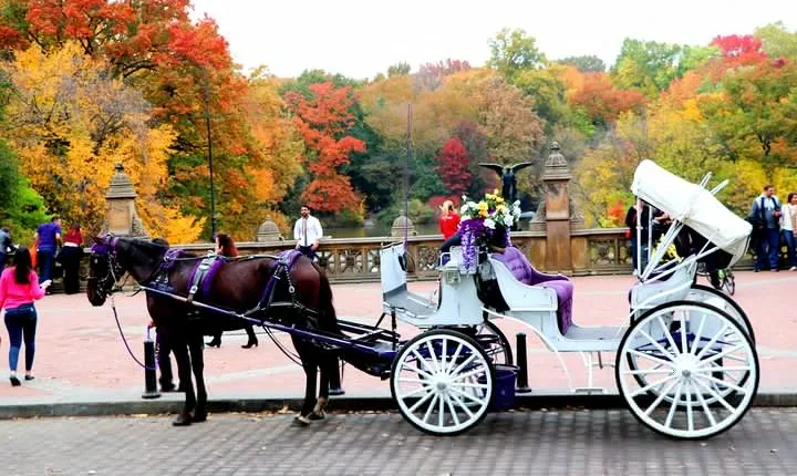 VIP Horse Carriage Ride through Central Park (Up to 4 Adults)