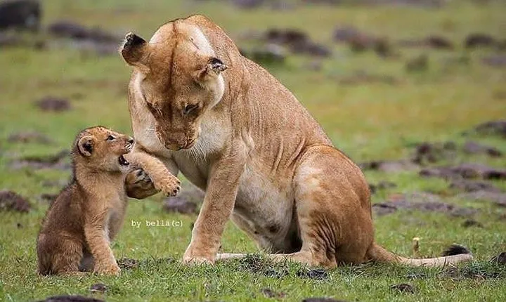 Tarangire, Serengeti, Ngorongoro, Lake Manyara National Park.