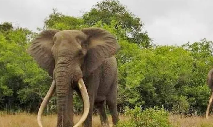 Full day Private Addo elephant safari min 4 pax max 12 pax