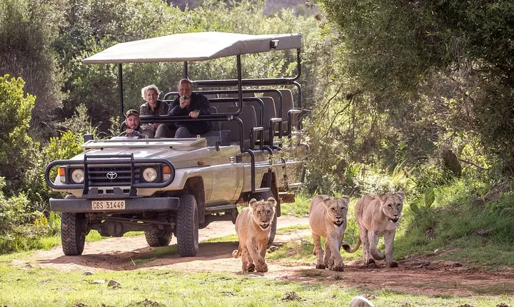 Wildlife Safari in the Garden Route - 4 Days