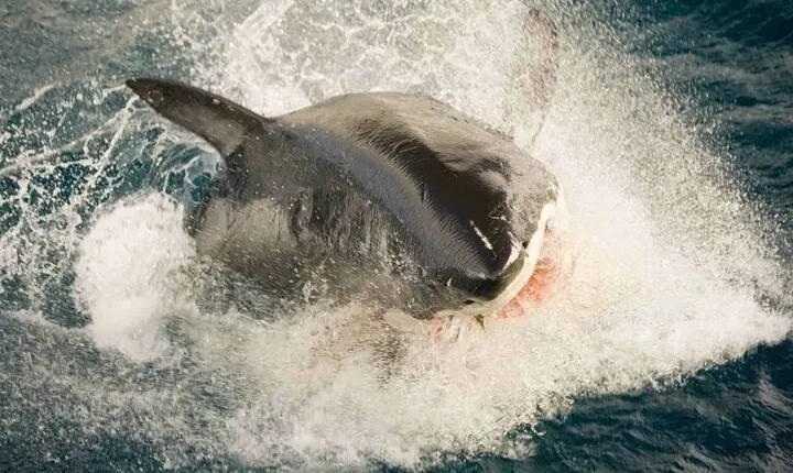 Great white, whales, dolphins, 10 hour discovery South Africa 