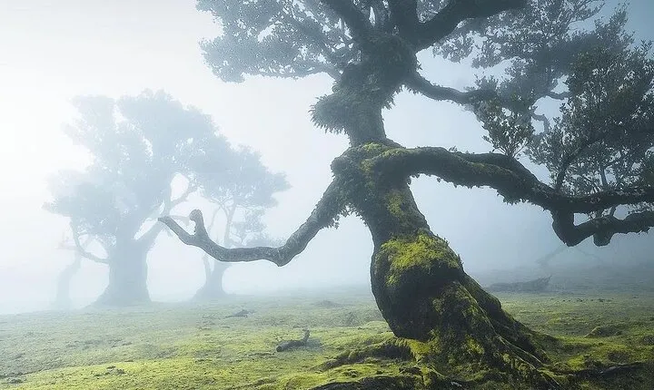 The Fanal Forest by Feeling Madeira