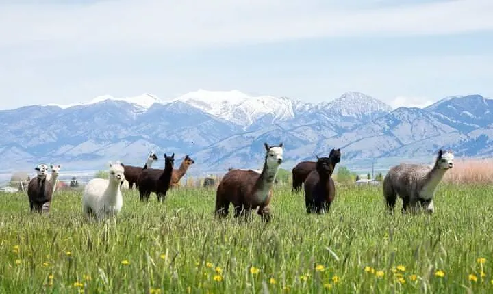 Alpaca and Llama Farm Tour