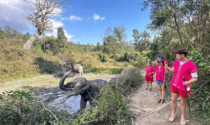 Elephant Watching and Thai Cooking Class with Waterfall