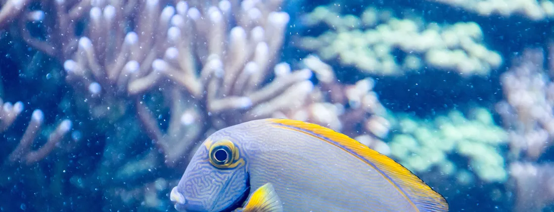 SEA LIFE Aquarium Arizona tickets