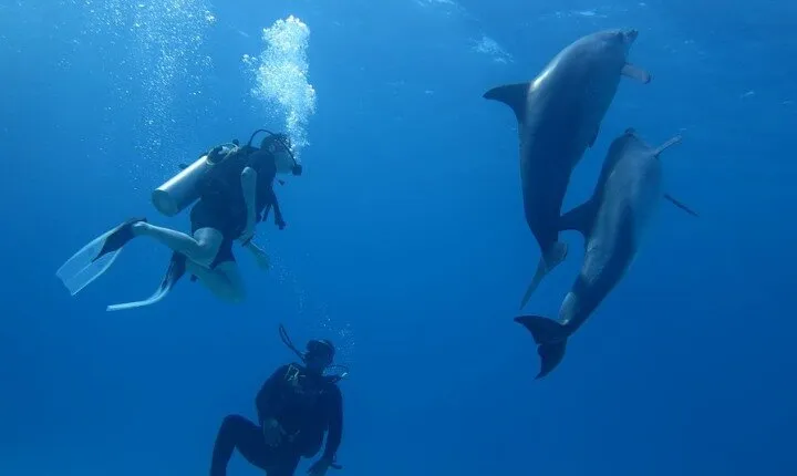 Dolphin House Super Trip Diving and Snorkeling