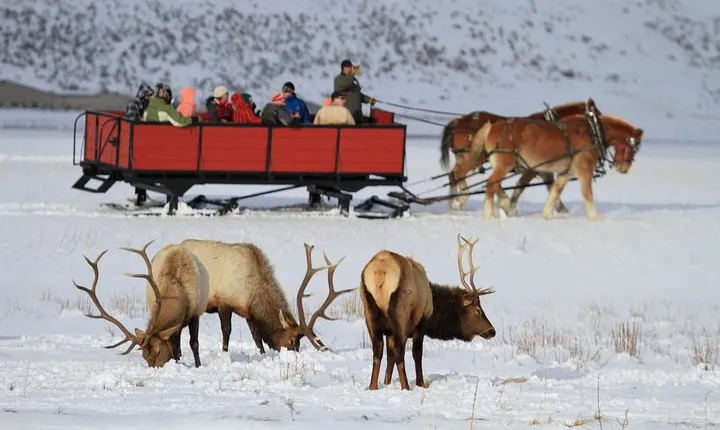 Grand Teton and National Elk Refuge Winter Wonderland Full Day Adventure
