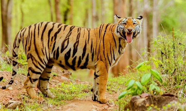 Tadoba Tiger Reserve Tour Of India