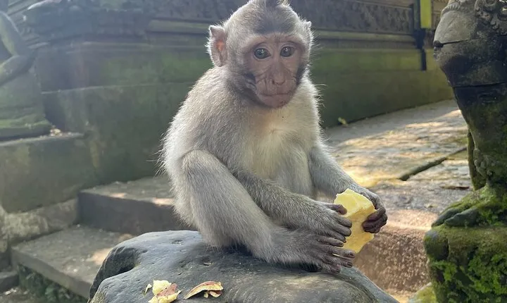 WOW! Ubud: Private Tour Wasserfall Reisterrassen Affenwald