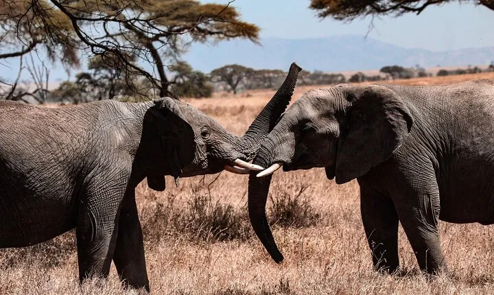 6 Days Enchanting Tanzania Safaris - Mid Range Safari
