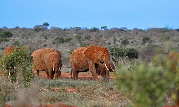1-Day Tsavo East Safari From Mombasa