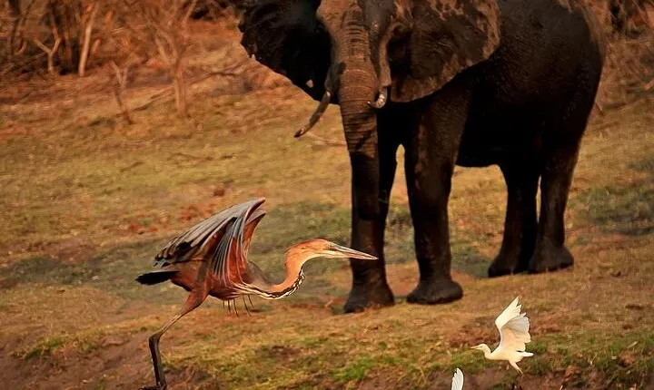 Chobe Day Trip from Victoria Falls