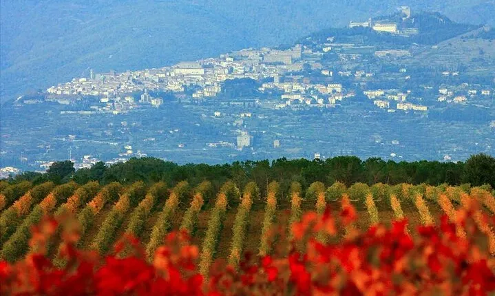 Exclusive Cortona tour from Florence: Land of Tuscan Syrah.