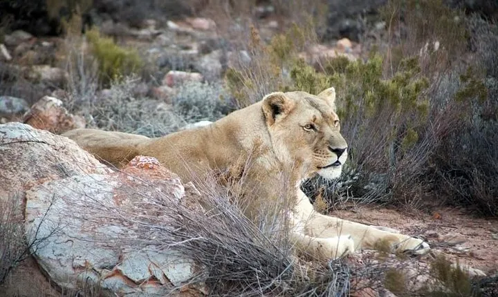 Aquila Game Reserve Cape Town Safari