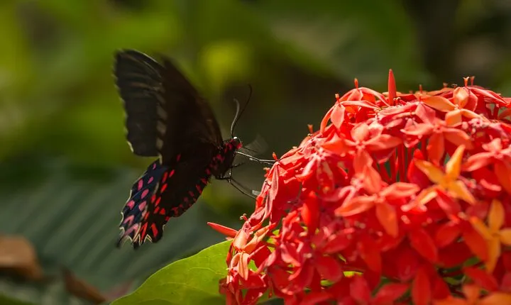 Butterfly Sanctuary Guided Tour in Puerto Vallarta