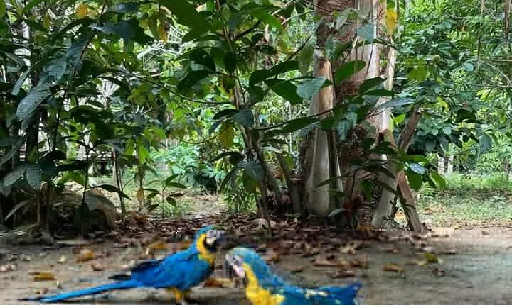 Adventure: 4-hour hike in the Amazon rainforest