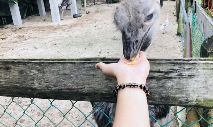 Johor Tour Ends in Singapore - Ostrich Farm, Beach, Waterfall, Fireflies [Car]