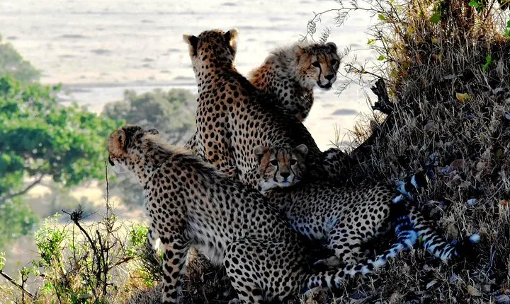 2 Days Lake Nakuru Safari