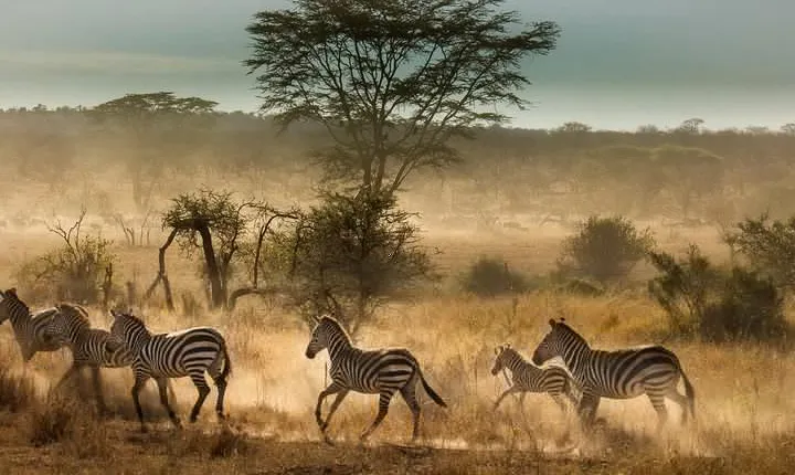 6 Days Tanzania Budget Camping Safari