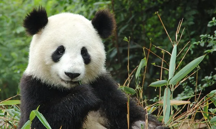 Zoo Of Beauval - Private Trip