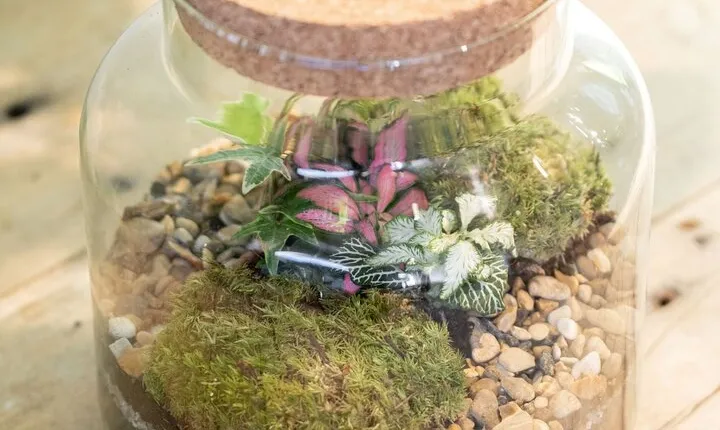 Terrarium Masterclass Experience in London