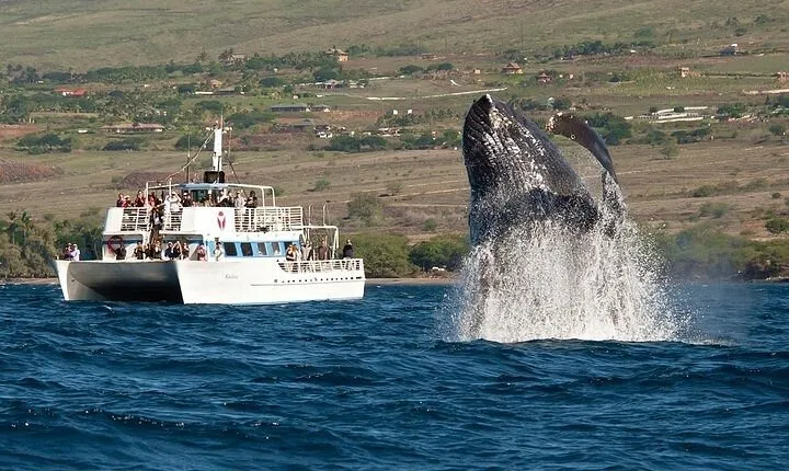 2-Hour Oahu Whale Watch from Ala Wai Harbor, Waikiki