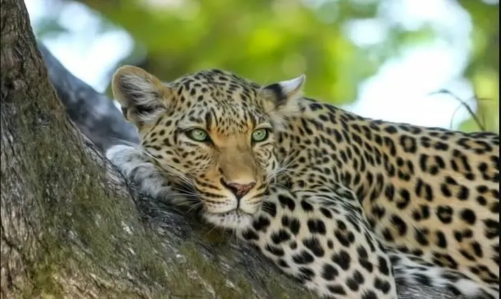 Leopard Luxury Safari in Tanzania
