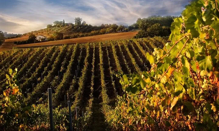 From Florence: Siena and San Gimignano with Lunch at Tenuta Torciano