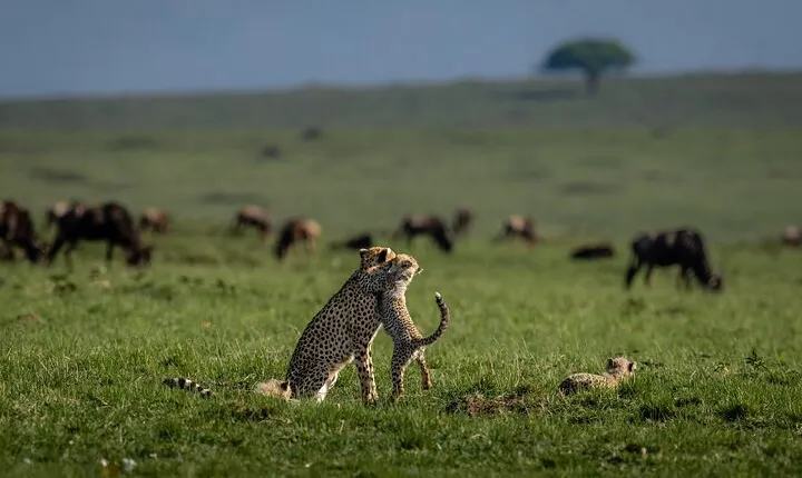  Private 6-Day Kilimanjaro Tour with Transportation