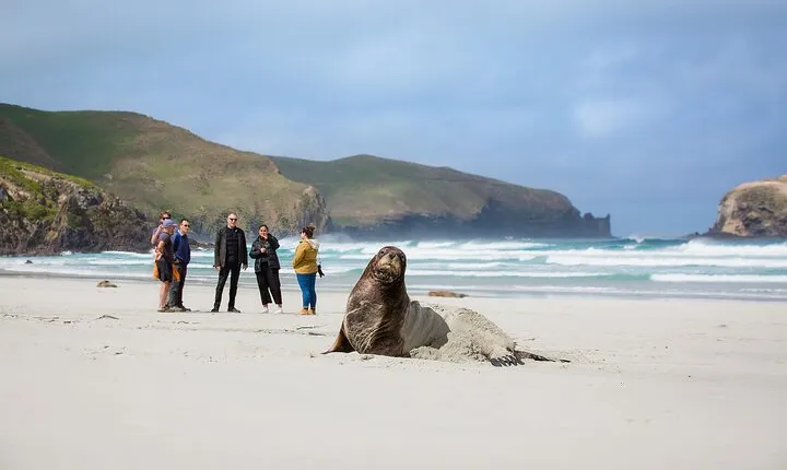 Peninsula Encounters + Wildlife Cruise