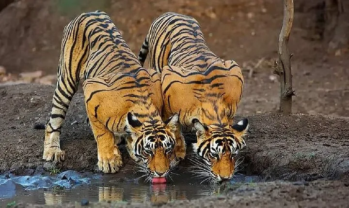 2-Days Private Ranthambhore Tiger Tour from Delhi