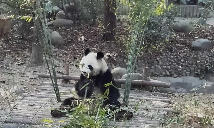 Private Day Tour of Chengdu City Overivew