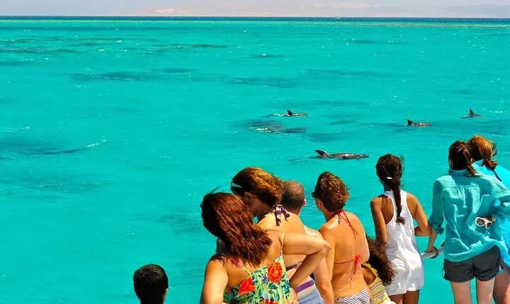 Key West Dolphin and Snorkel Experience