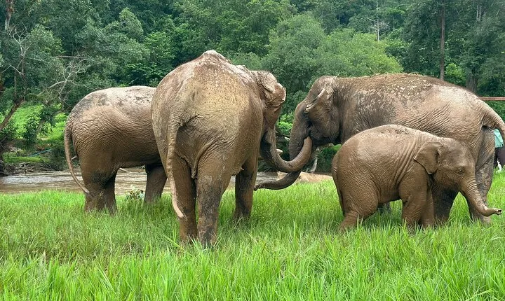 4 in 1 Elephants Long Neck Rafting and Sticky Waterfall Tour
